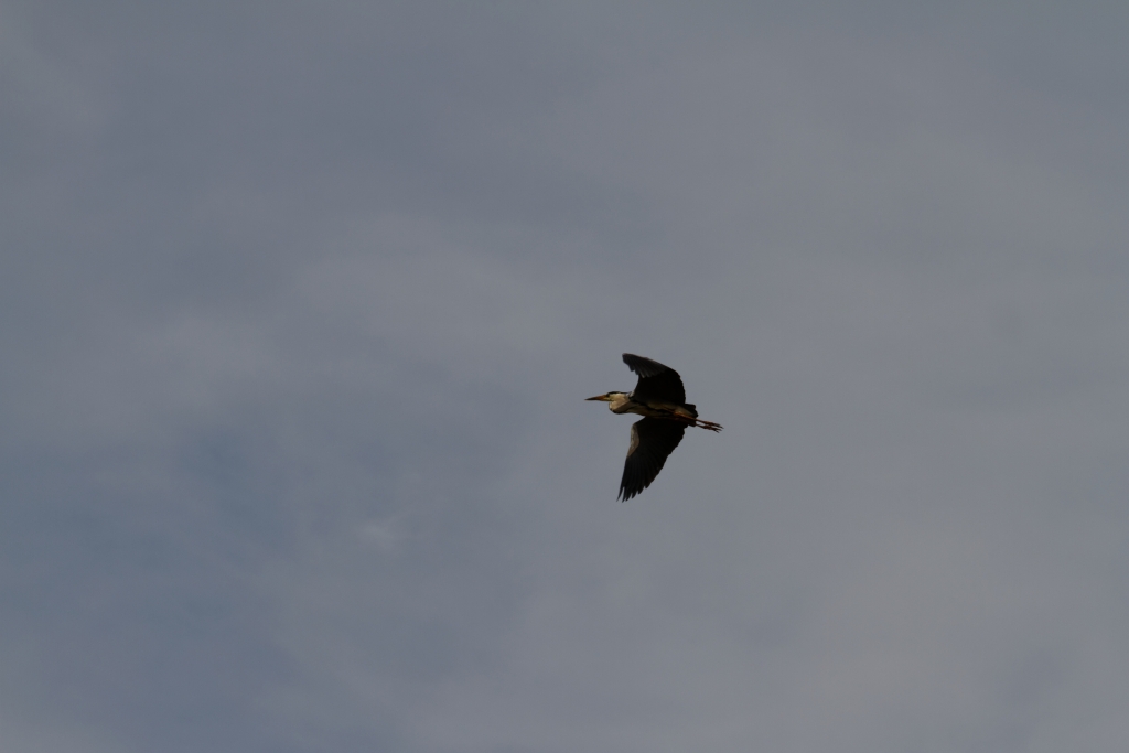 06 - Addo Elephant NP (30)-Gray heron.jpg